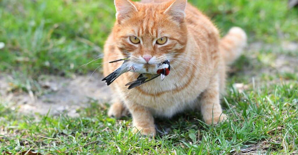 infezione aviaria nei gatti in Polonia