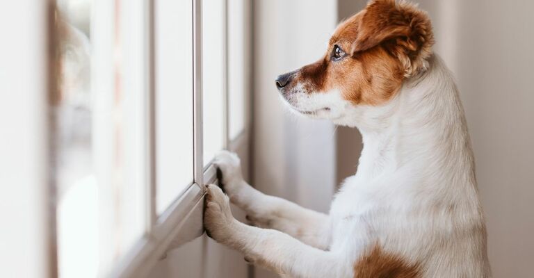 Ansia da separazione nel cane: come si può gestire?