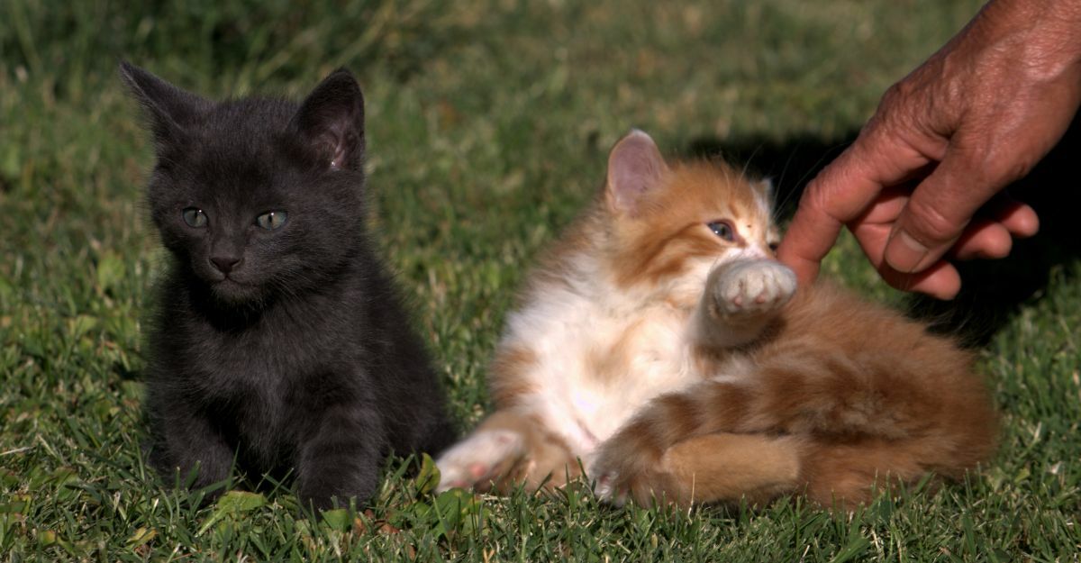 gatti piccoli, scopri le razze