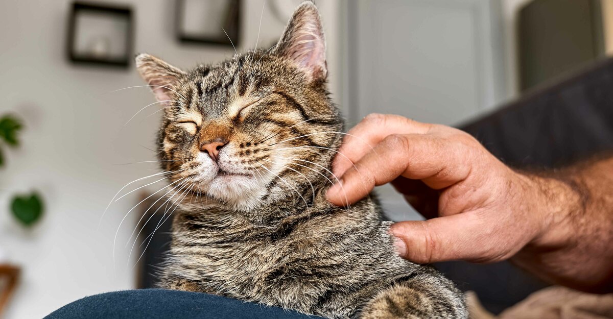 Ecco come trattare la micosi nel gatto