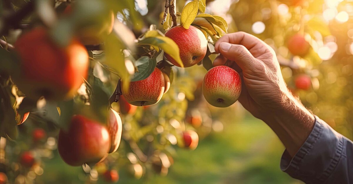Uomo coglie delle mele