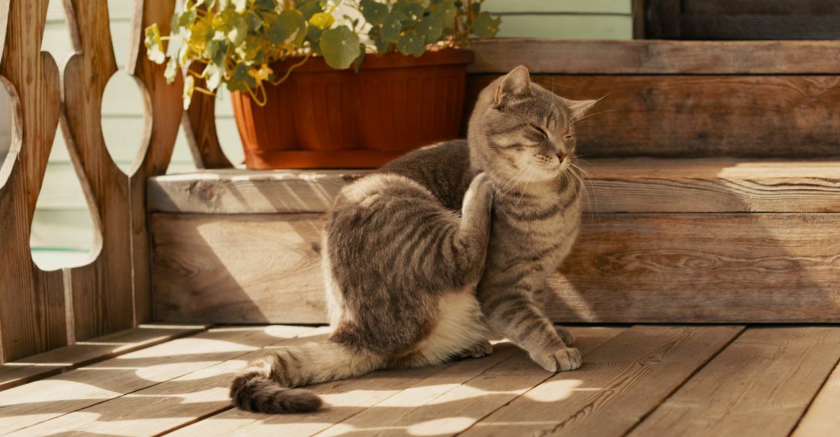 Pulci nel gatto: si attaccano all'uomo?