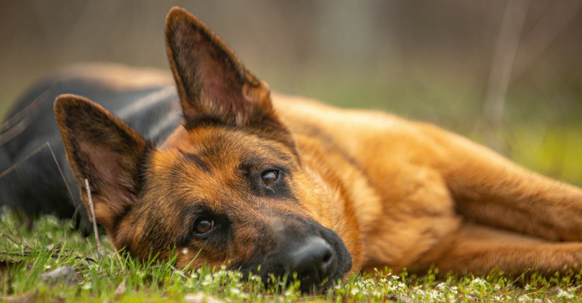 Processionaria: come riconoscerla nei cani?