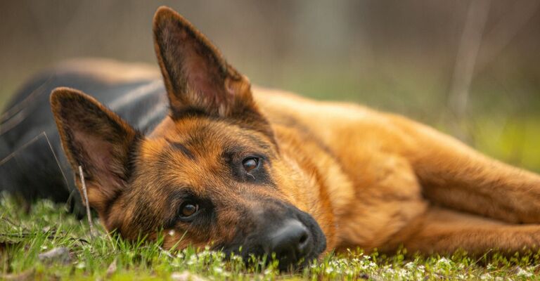 Processionaria: come riconoscerla nei cani?