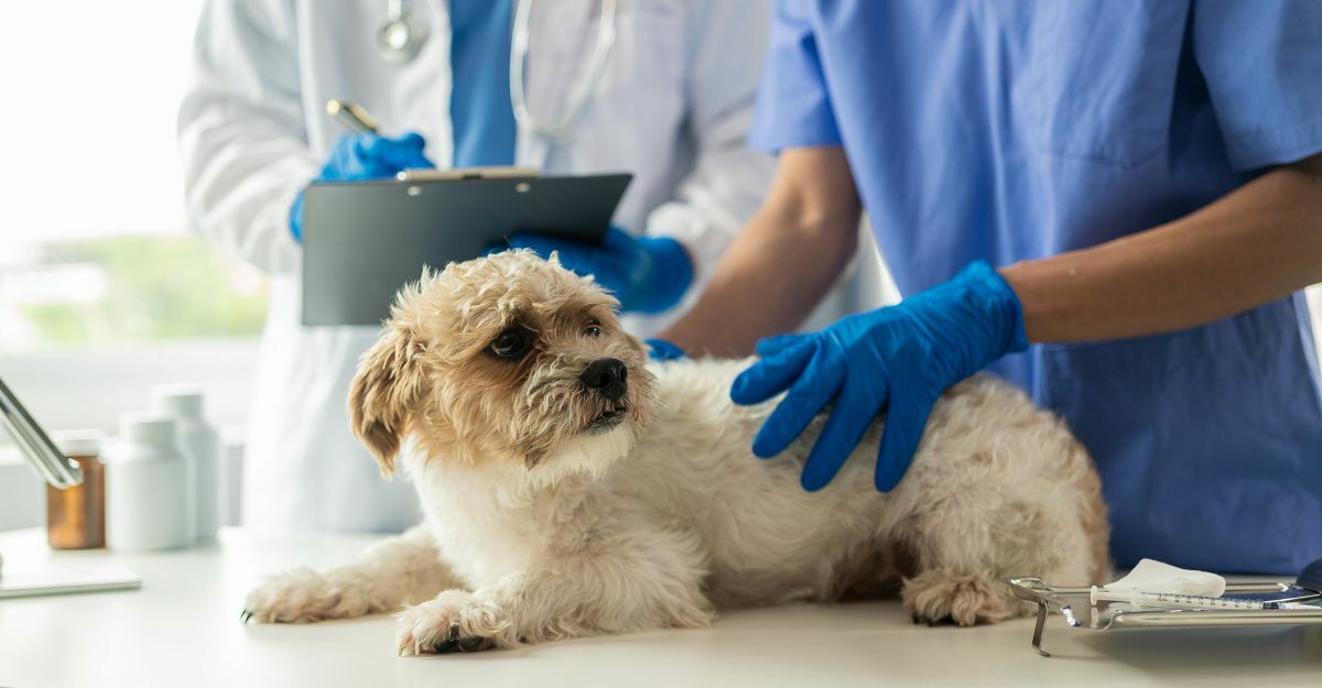 cane dal veterinario