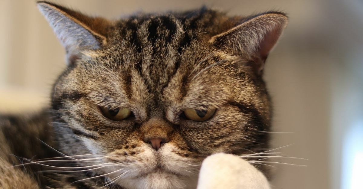 gatto-sindrome-di-down