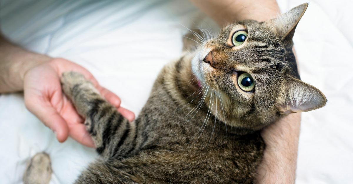 che-cosa-fare-quando-muore-un-gatto