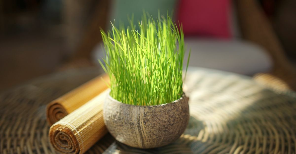 come usare la citronella