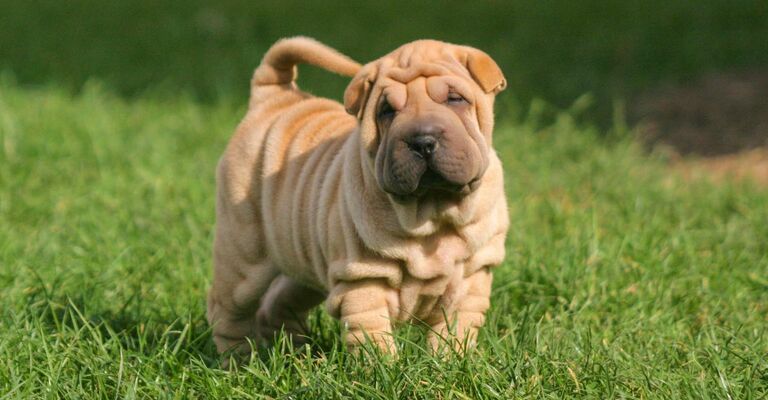 Sharpei: le caratteristiche