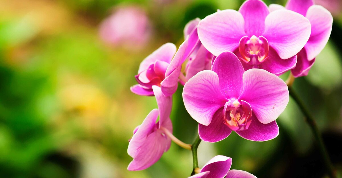 Ecco come prendersi cura delle orchidee