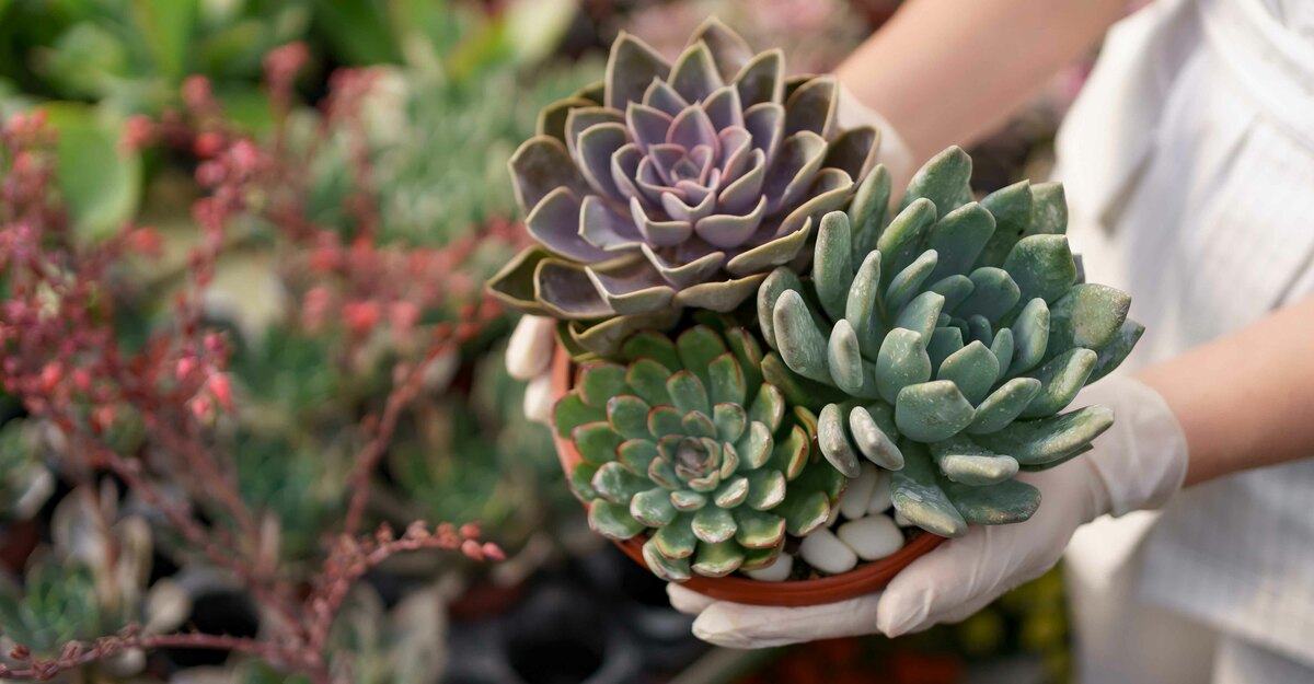 Ecco un elenco delle migliori piante grasse da interno