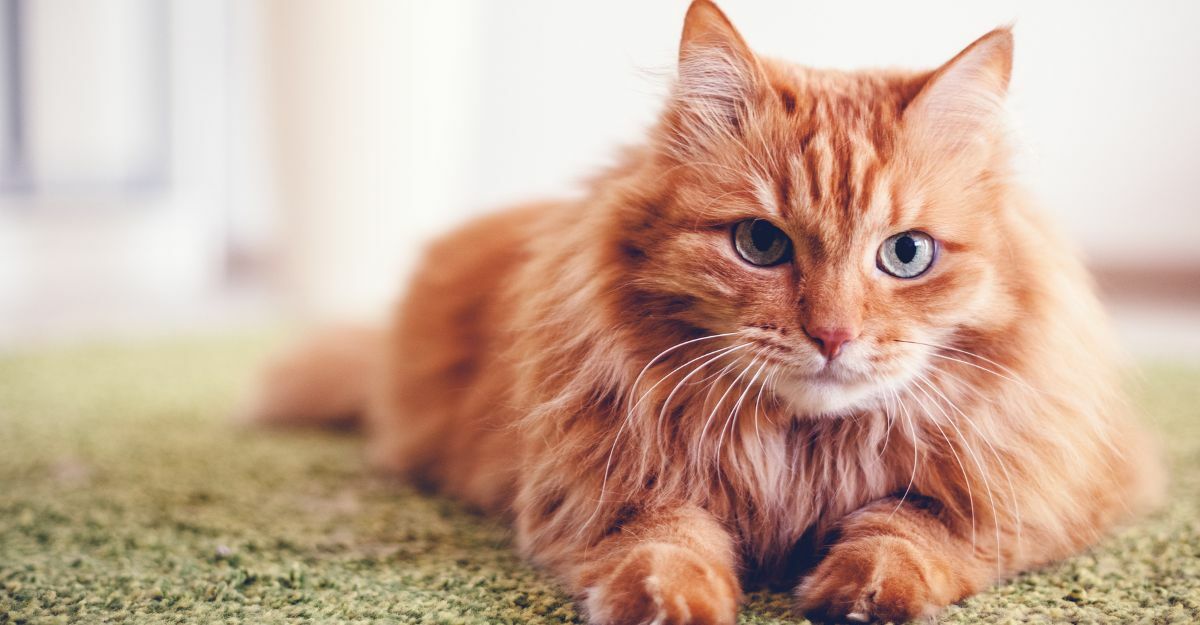 Nomi di gatti famosi: una raccolta