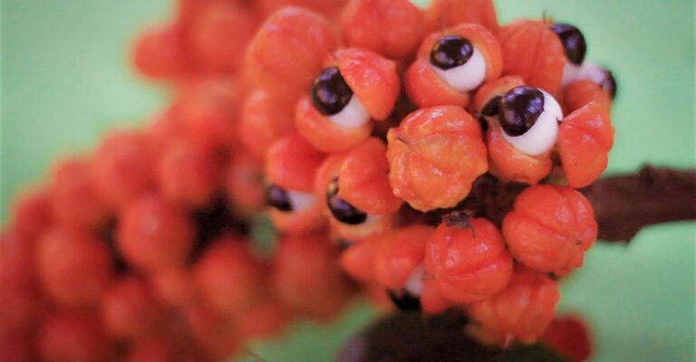 scopri i benefici e le controindicazioni del guaranà