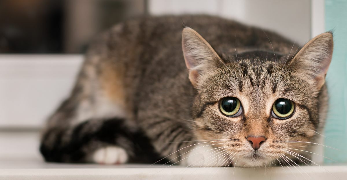Gatto spaventato: cosa fare?