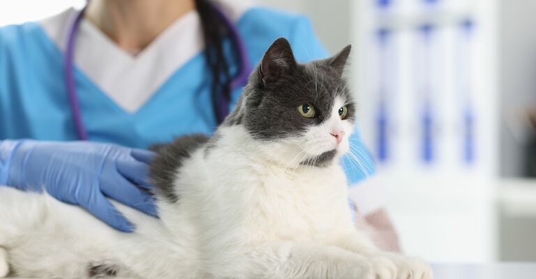 Pulci del gatto: come si riconoscono?