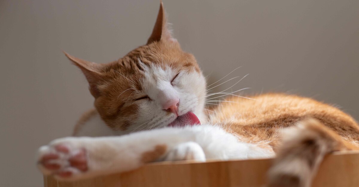 Lingua del gatto: scopriamo 3 curiosità