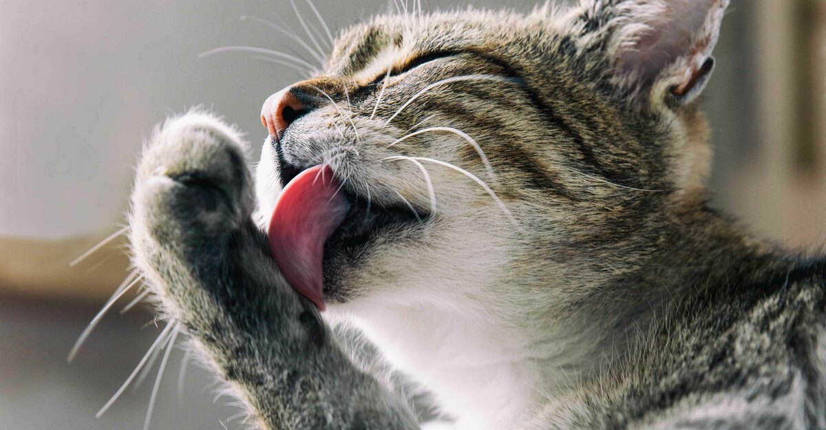 Gatto si lava usando la lingua