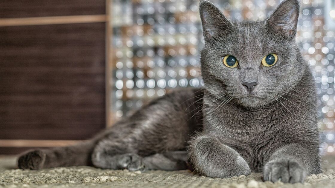 Blu di Russia: scopriamo le caratteristiche