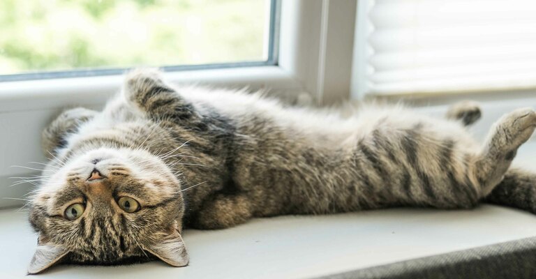 Scopriamo come gestire il gatto in calore