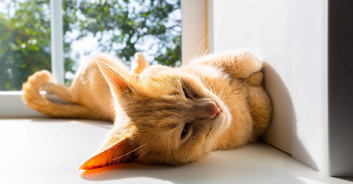 Gatto sdraiato prende il sole