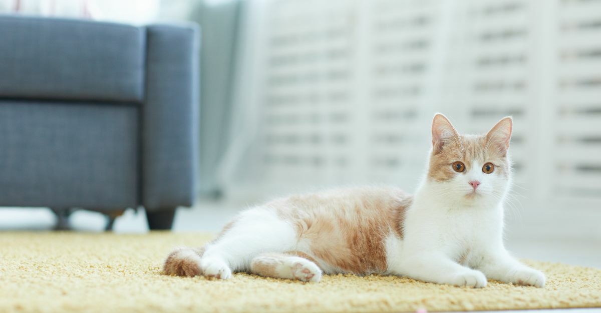 Ghiandole perianali nel gatto: cosa sapere?