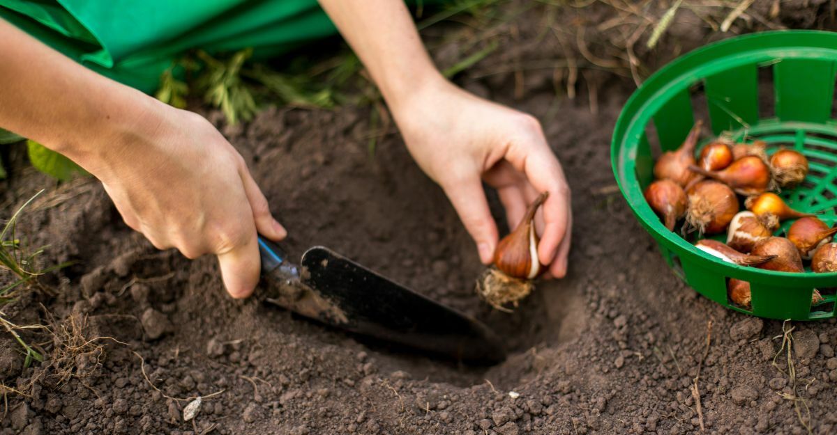 persona pianta cipolle