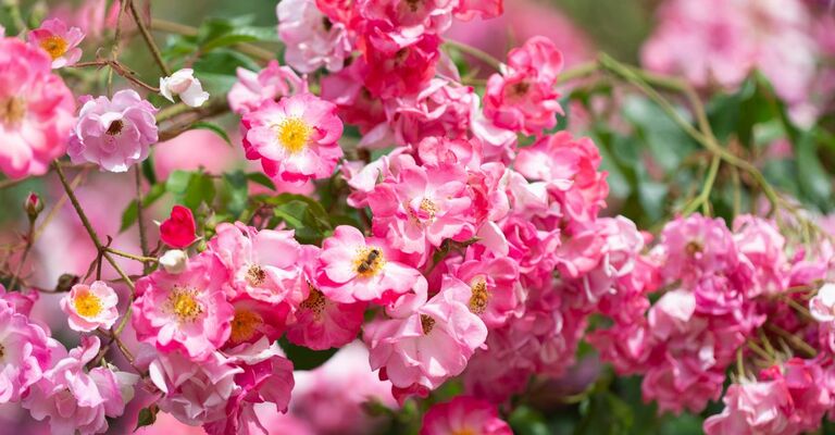 Fiori profumati: ecco i più comuni