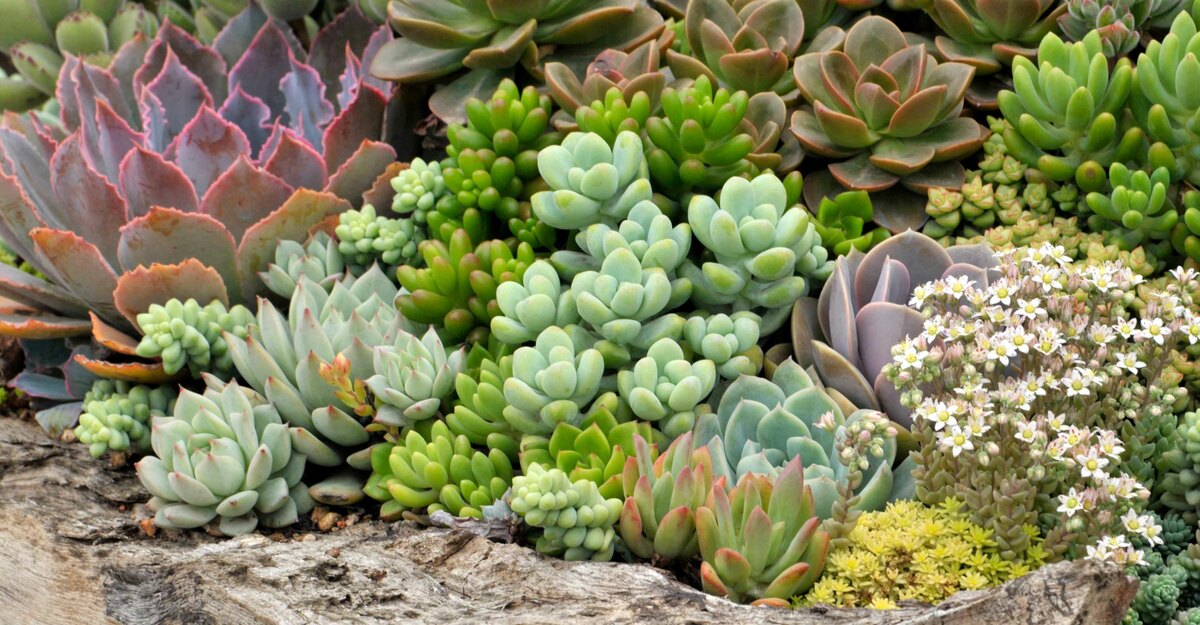 Piante grasse da esterno: quali sono e come curarle
