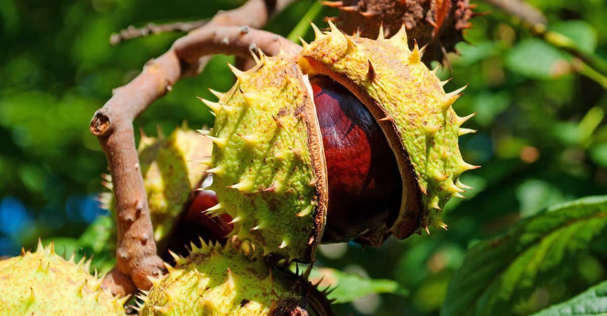 castagna dell'ippocastano non commestibile