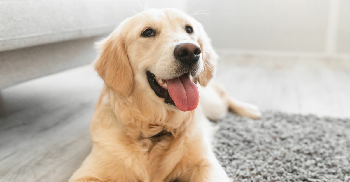 Rumori nella pancia del cane: quali sono le cause?