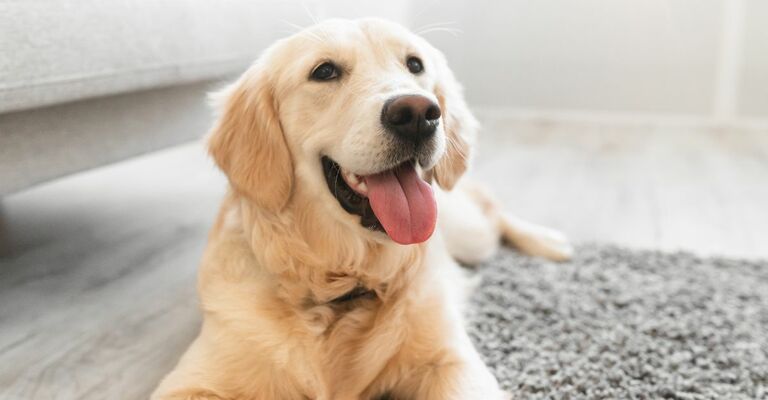 Rumori nella pancia del cane: quali sono le cause?