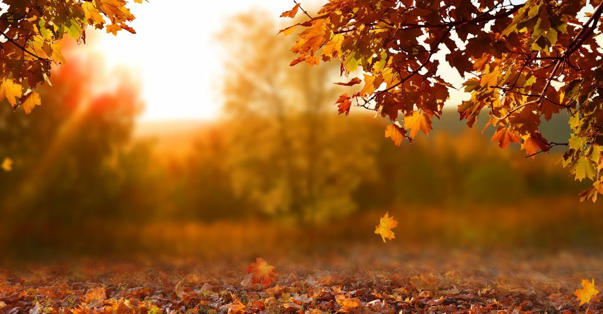 Frasi sull'autunno: una raccolta