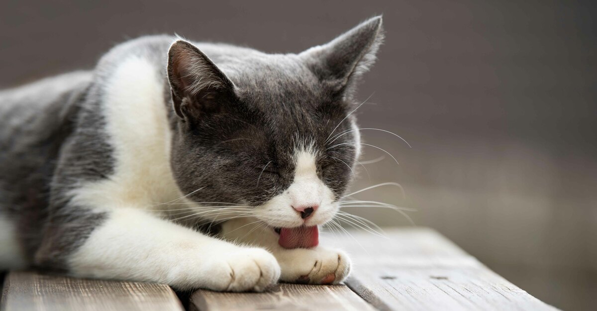 Gatto si lecca una zampa