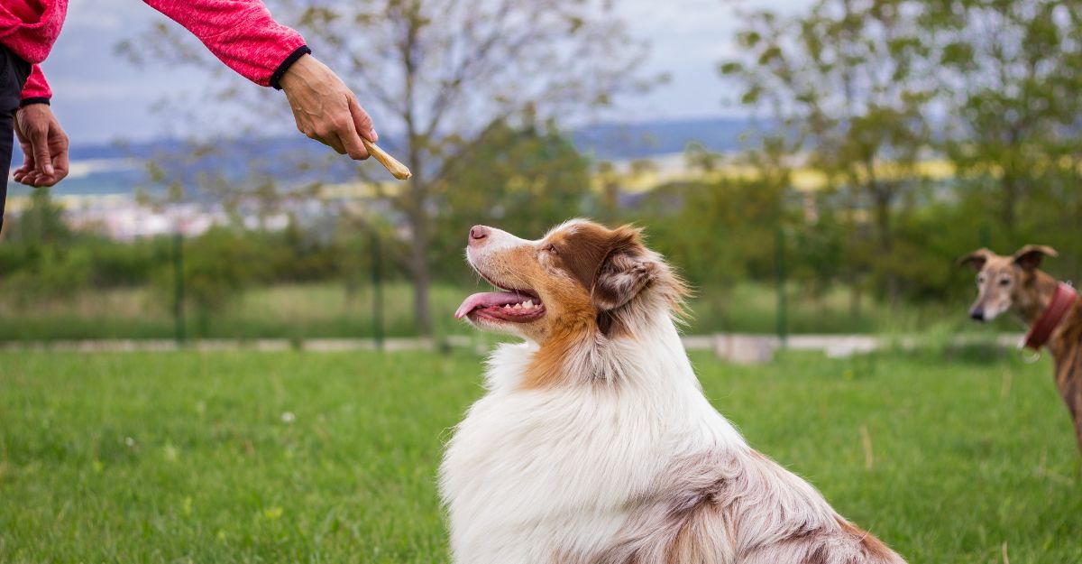 cane riceve uno snack