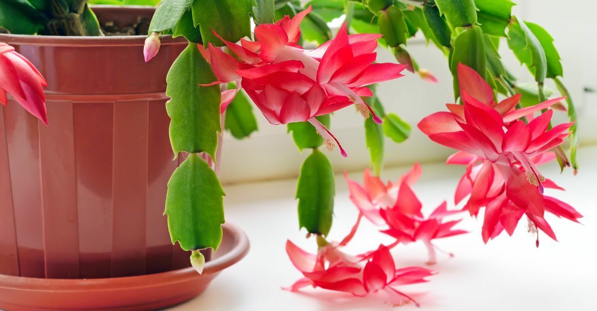 Piante invernali: quali sono?