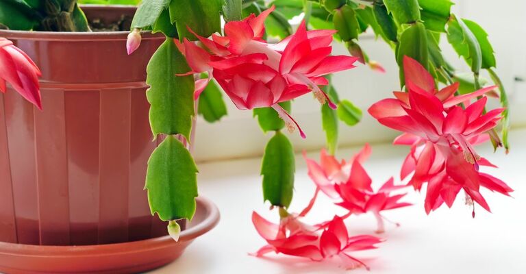 Piante invernali: quali sono?