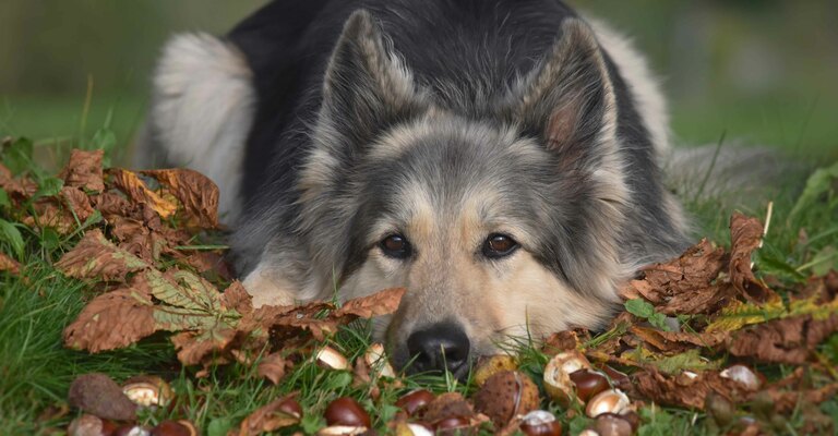 Cane sdraiato in un prato pieno di castagne