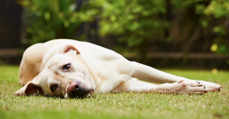 Cane triste sdraiato su un prato