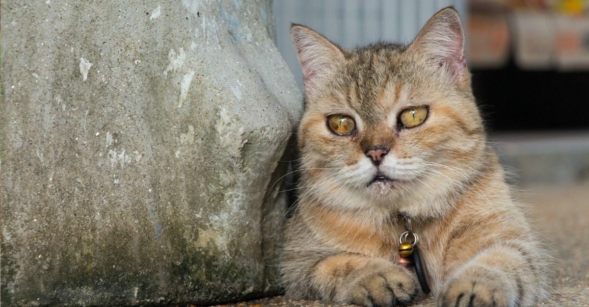 gatto seduto con bava alla bocca