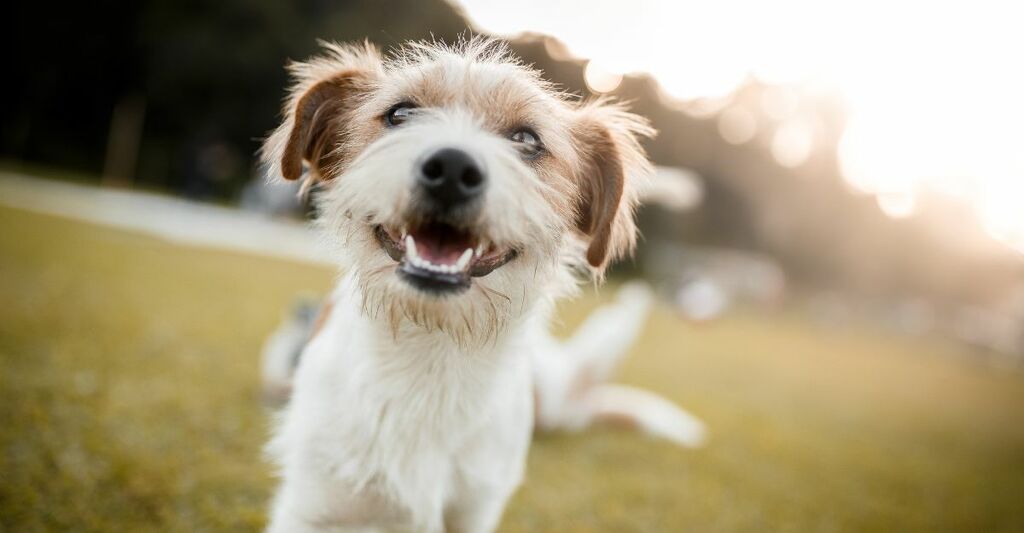 cane-felice-sorridente