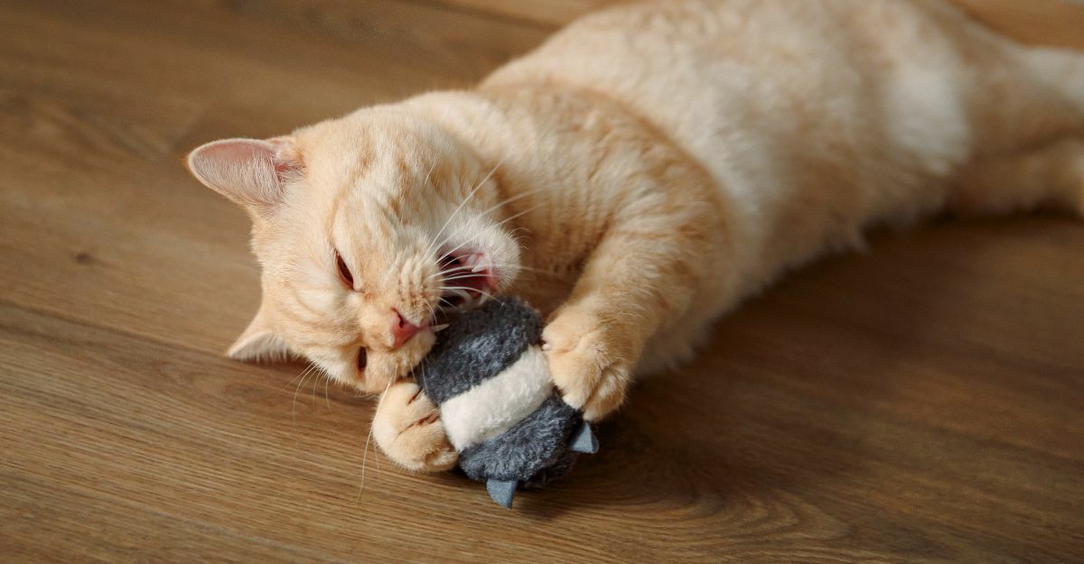 gatto che morde un gioco