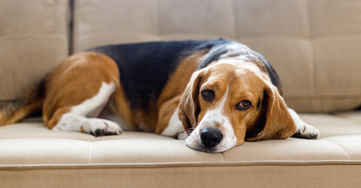 Cane triste sdraiato sul divano