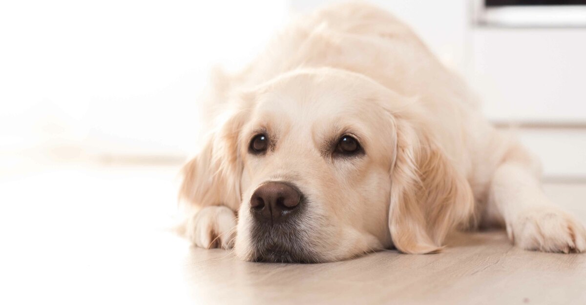 Cane triste sdraiato sul pavimento