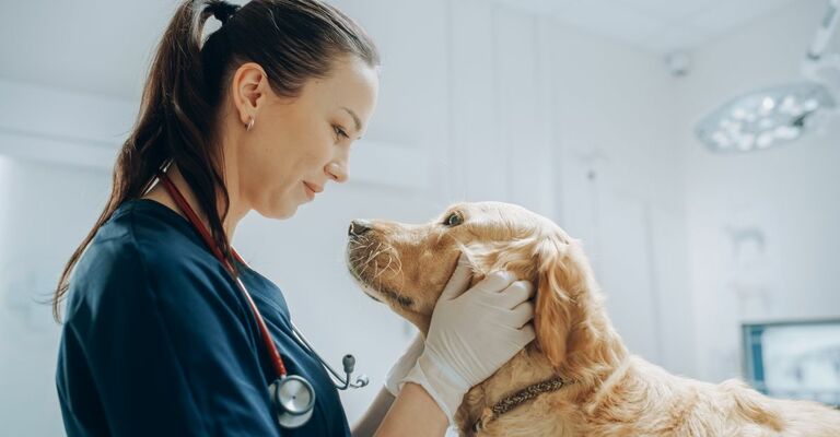 Veterinario che visita il cane