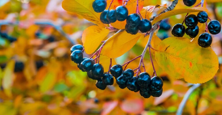 Una foto delle bacche di aronia
