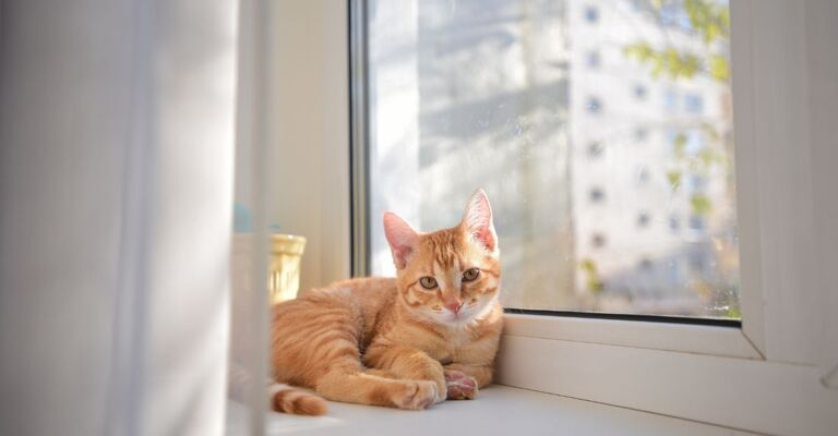 gattina rossa alla finestra