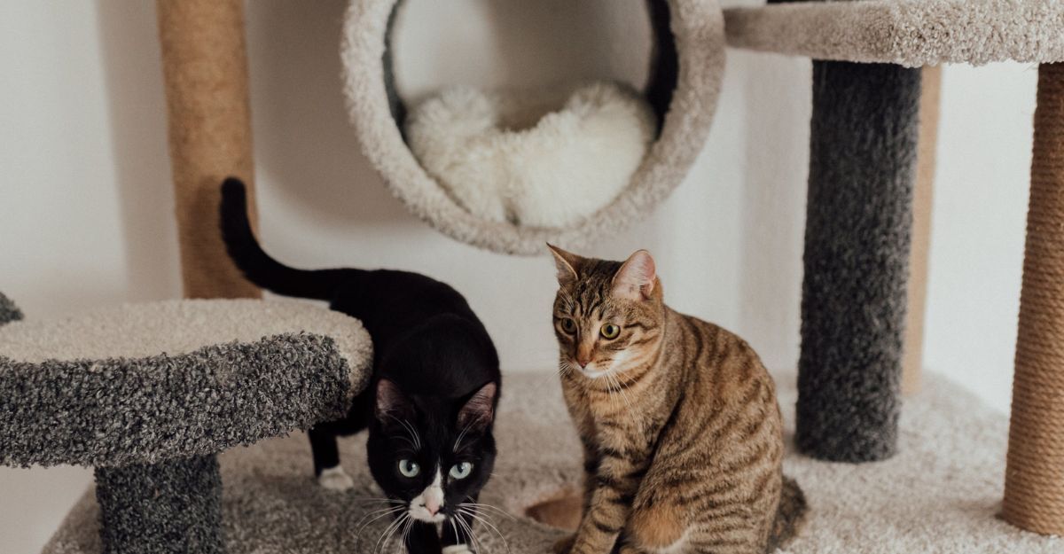 un gatto nero e uno tigrato