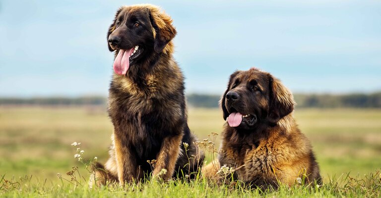 Due cani di razza Leonberger