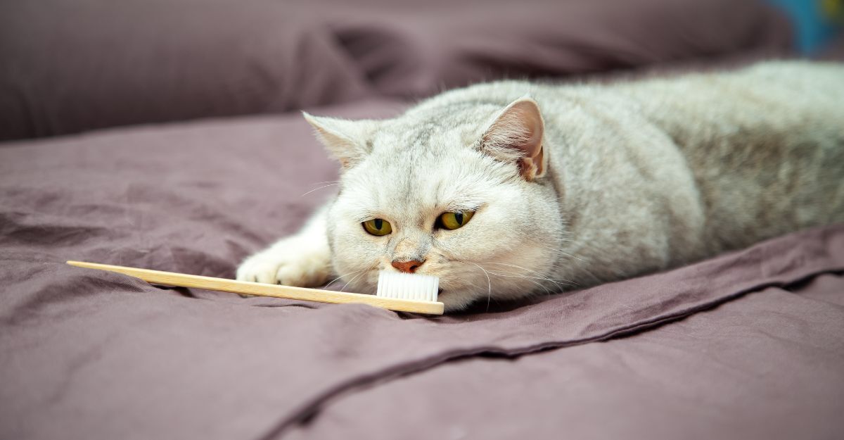 gatto con spazzolino da denti