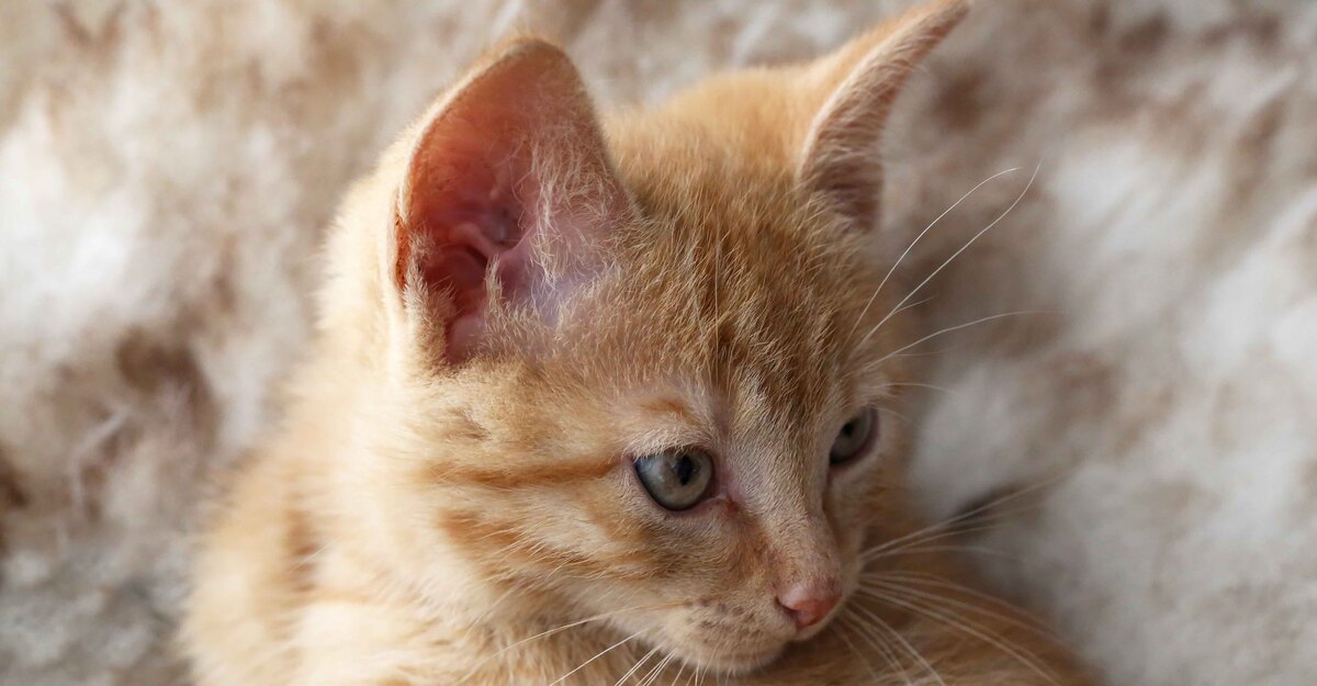 Un cucciolo di German Rex